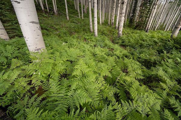 Jaynes Gallery 아티스트의 USA-Colorado-Gunnison National Forest Aspen trees and western bracken ferns in forest작품입니다.